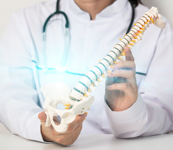 A doctor vertebrologist holds a medical model of the spine in his hands against the background of a medical gown. The concept of treating diseases of the spine using manual therapy, close-up Lordosis Treatment in Orange County